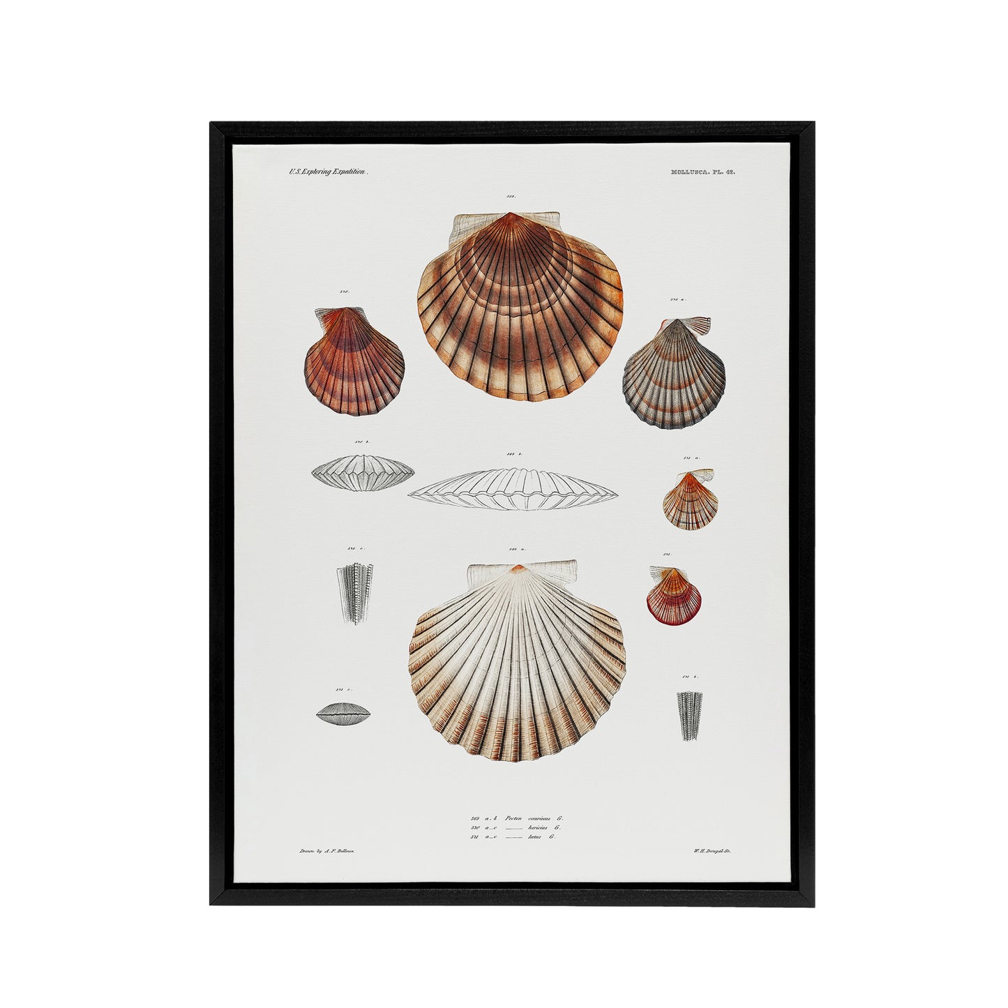 Clam shell varieties Augustus Gould Framed Canvas Wall Art Print