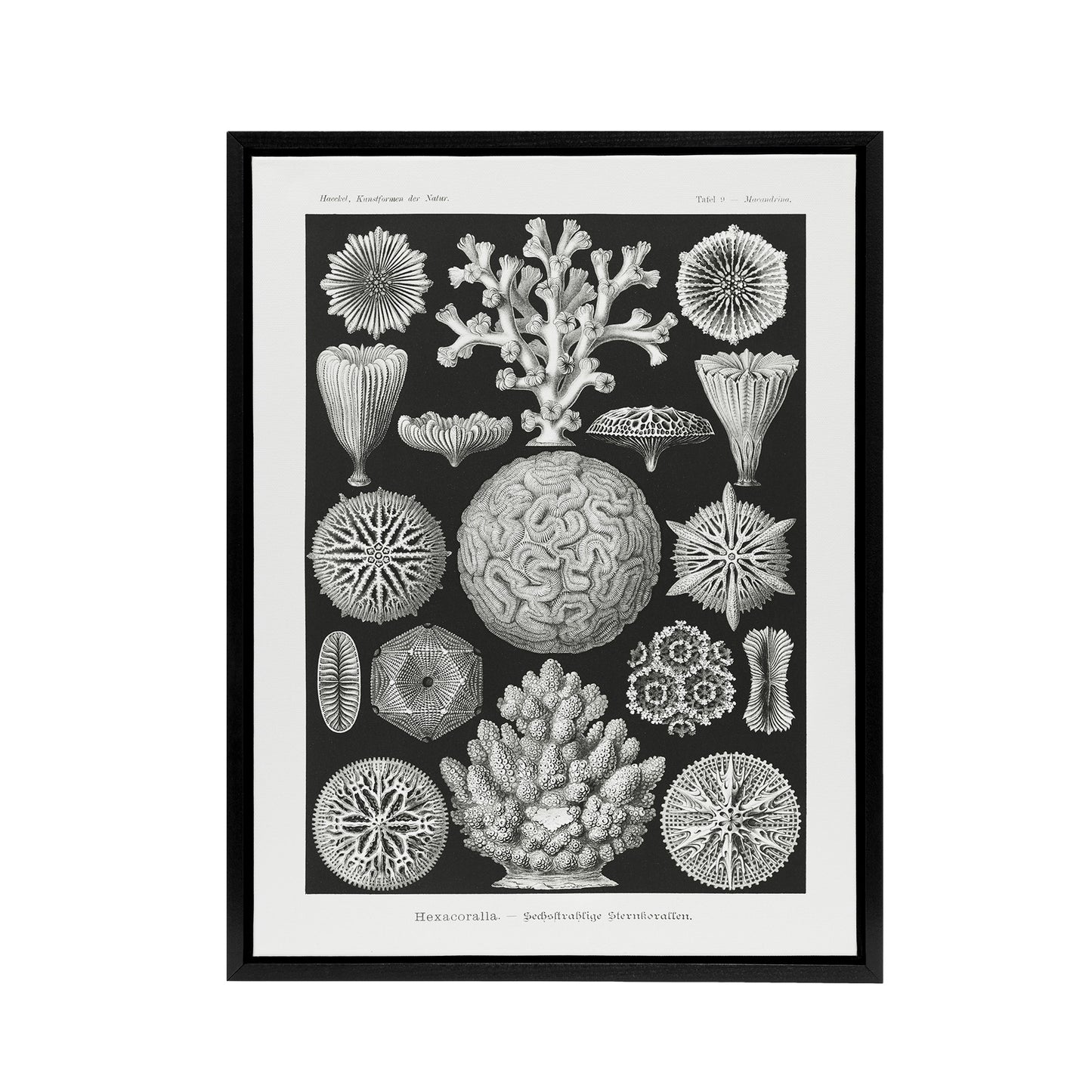 Hexacorallia Marine Life Illustration Haeckel Framed Canvas Wall Art Print