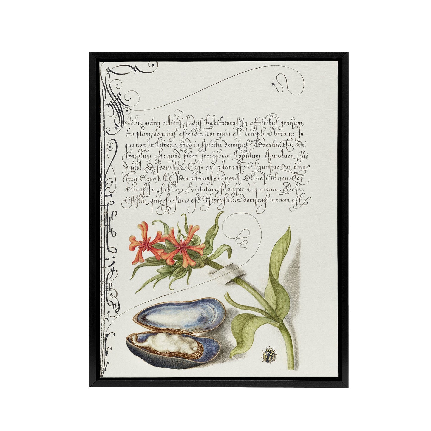 Flower Mussel and Ladybird Calligraphy Framed Canvas Wall Art Print