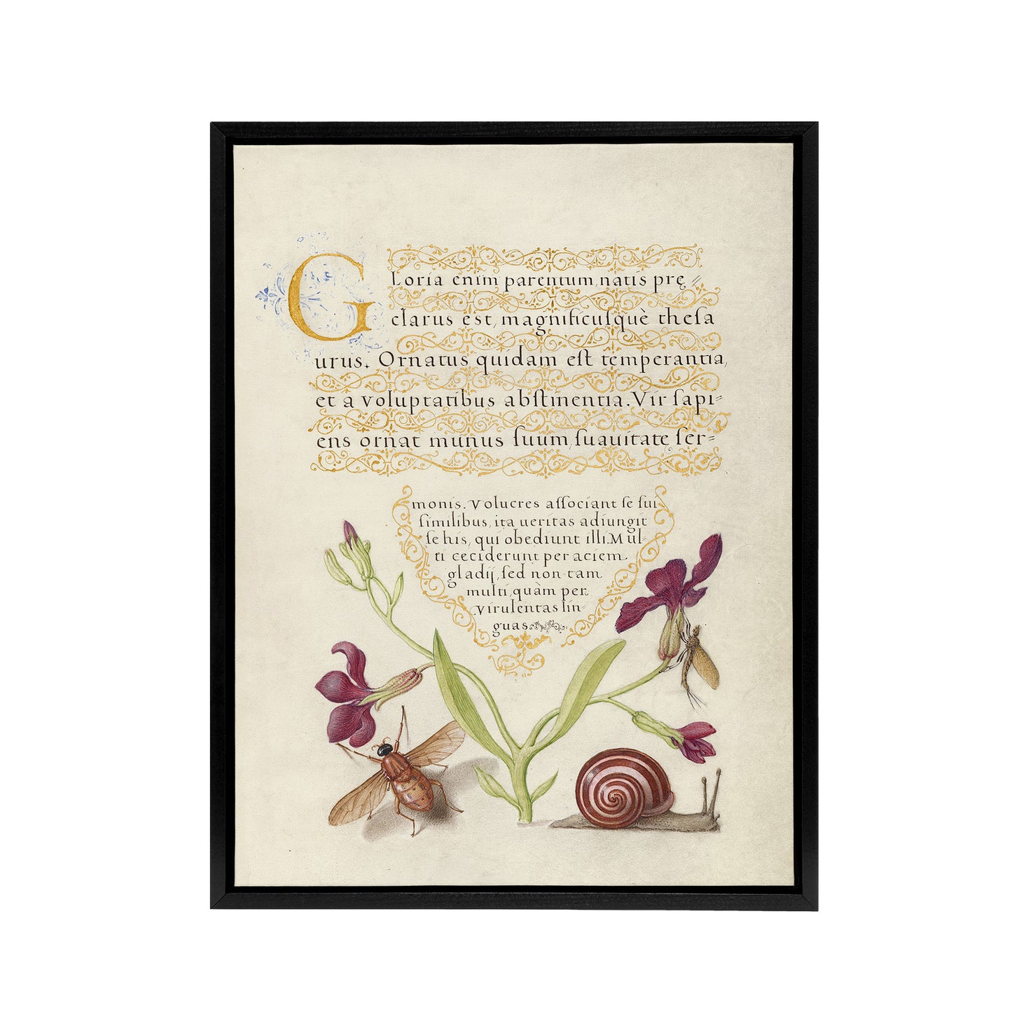 Gillyflower Fly Mayfly and Snail Calligraphy Framed Canvas Wall Art Print