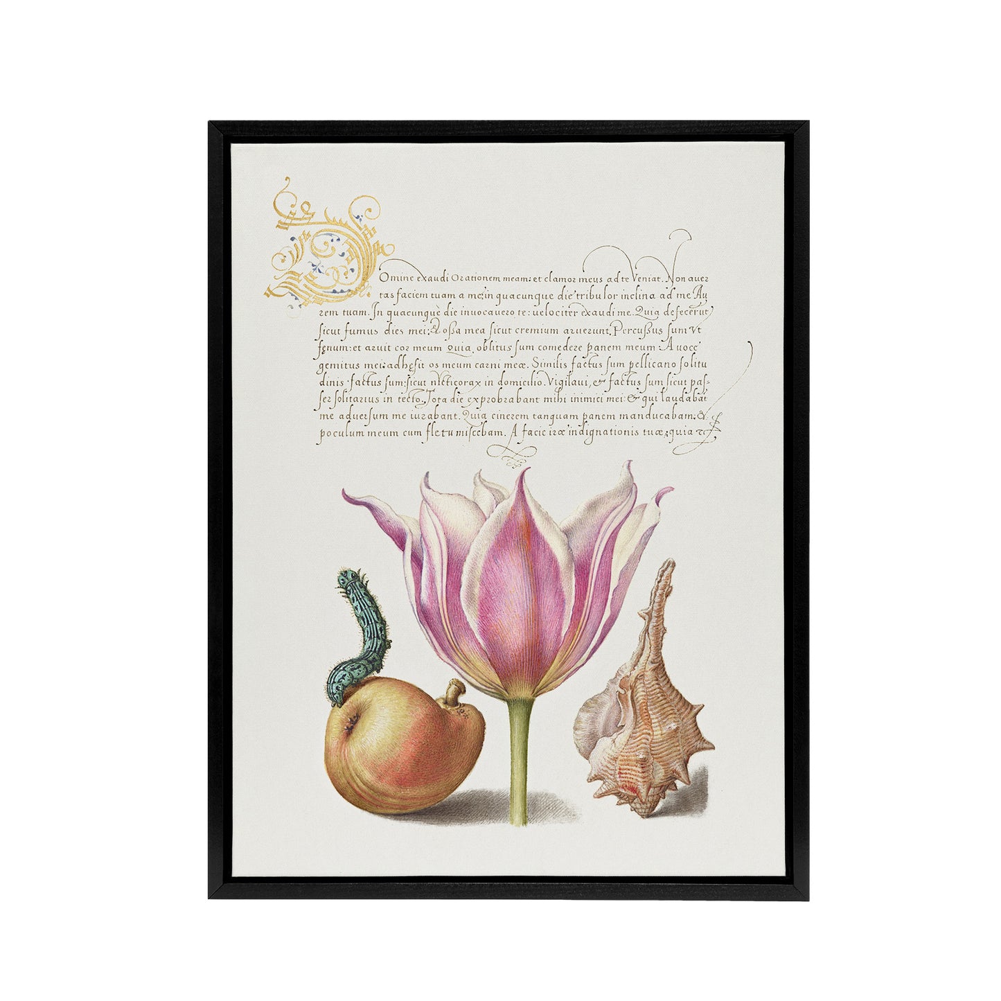 Pear Pink Tulip and Seashell Calligraphy Framed Canvas Wall Art Print
