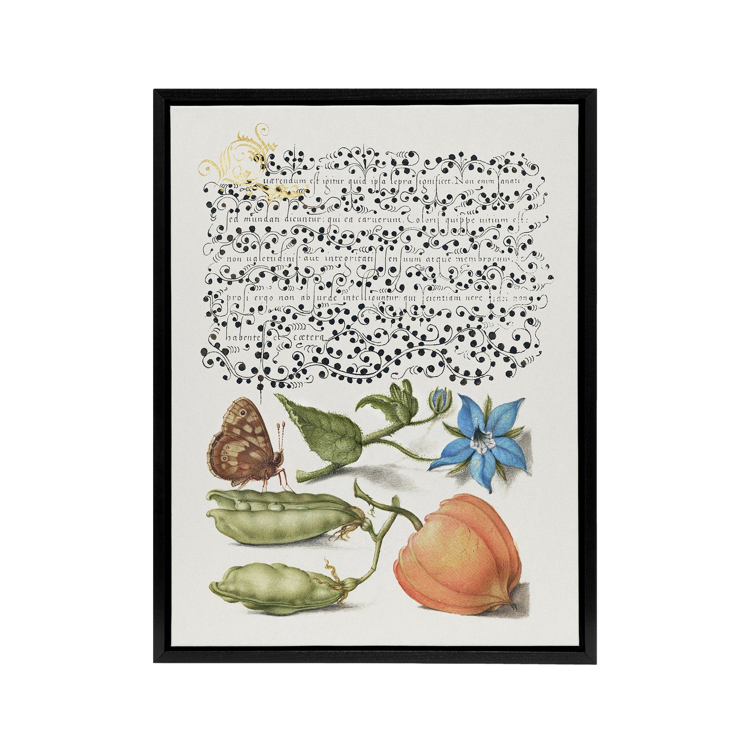 Talewort Pea and Lantern Plant Calligraphy Framed Canvas Wall Art Print