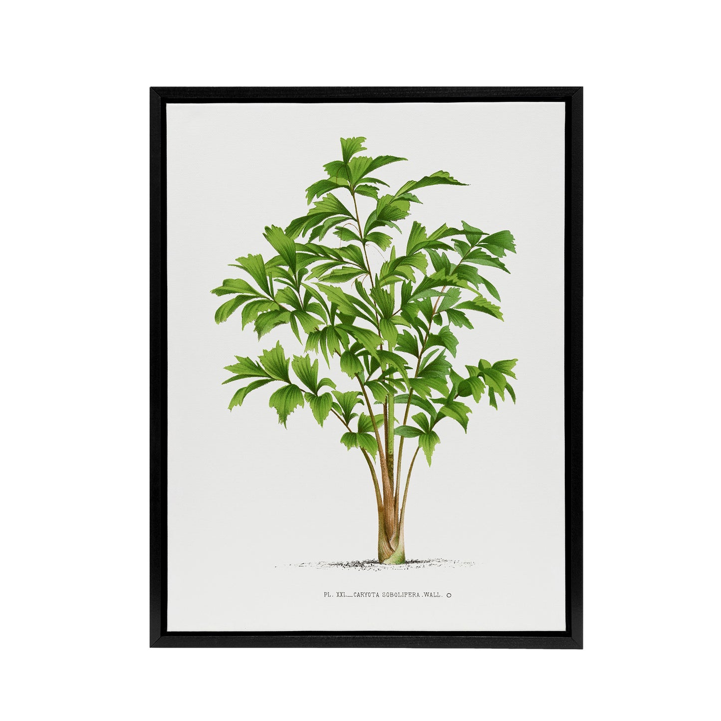Caryota Sobolifera Palm Tree Kerchove Framed Canvas Wall Art Print
