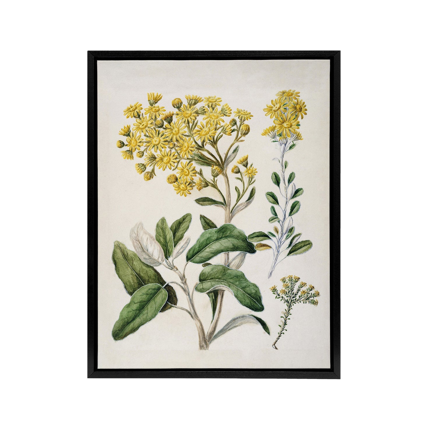 New Zealand Brachyglottis Daisy Flowers Featon Framed Canvas Wall Art Print