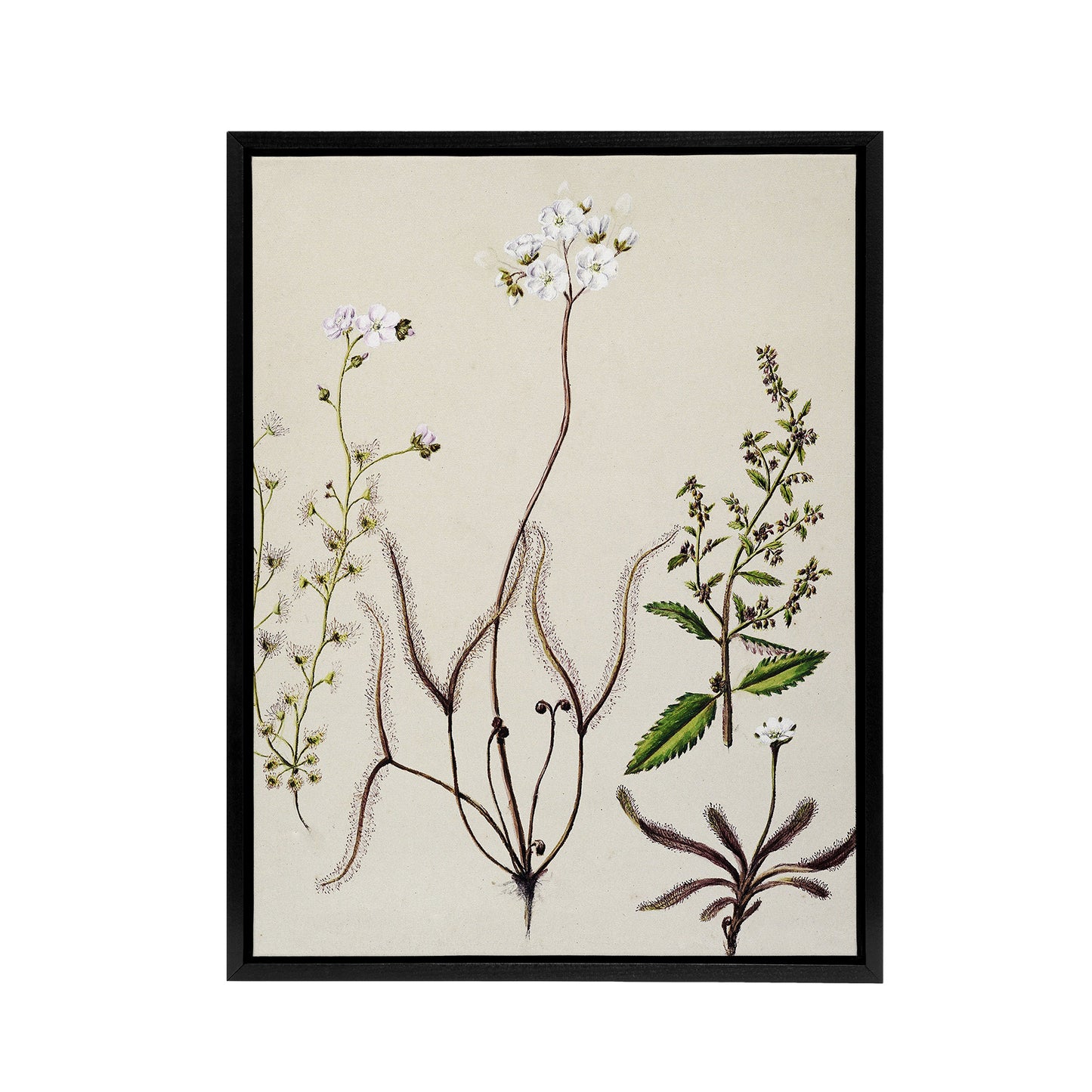New Zealand Drosera Arcturi Plant Flowers Featon Framed Canvas Wall Art Print