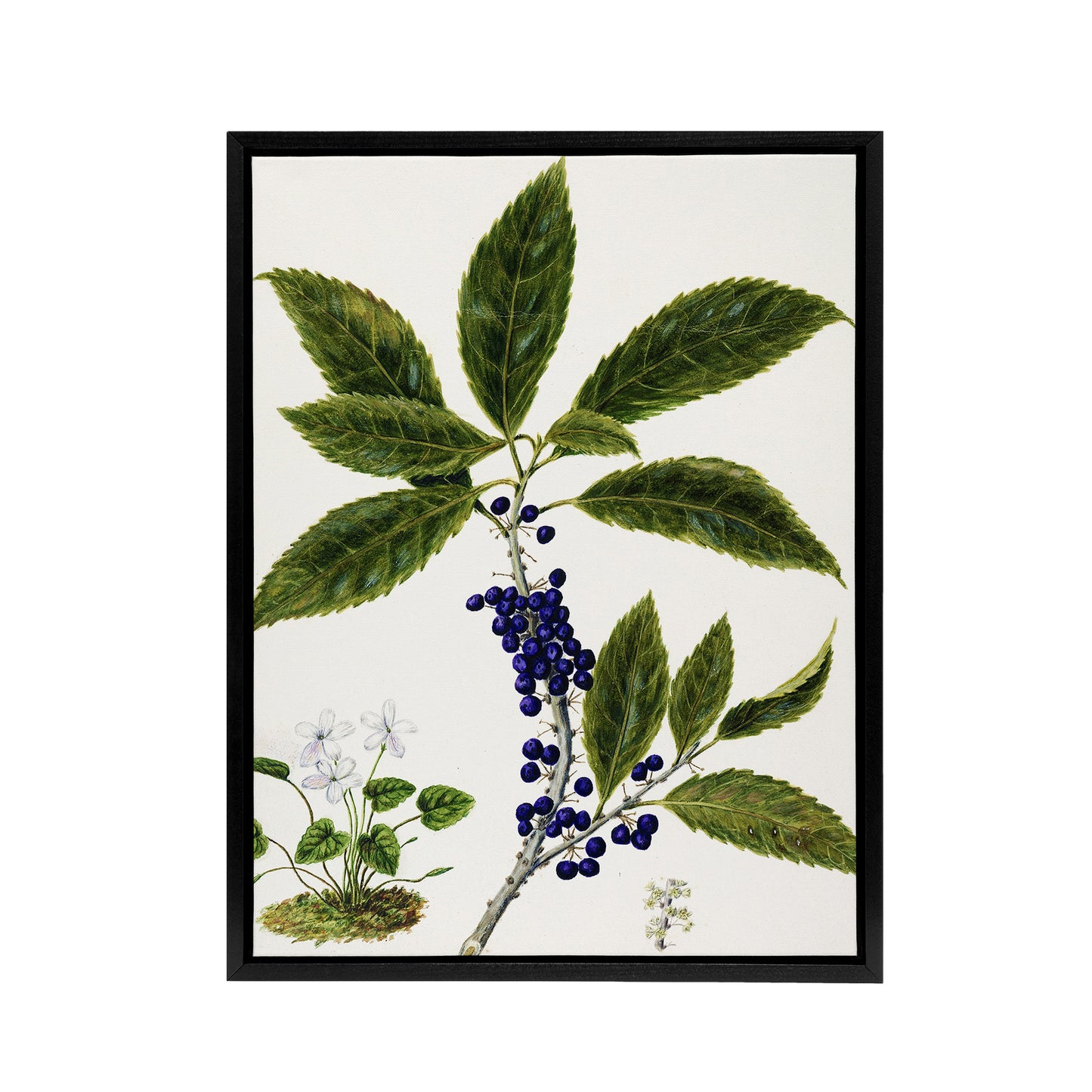 New Zealand Mahoe Whiteywood Plant Featon Framed Canvas Wall Art Print