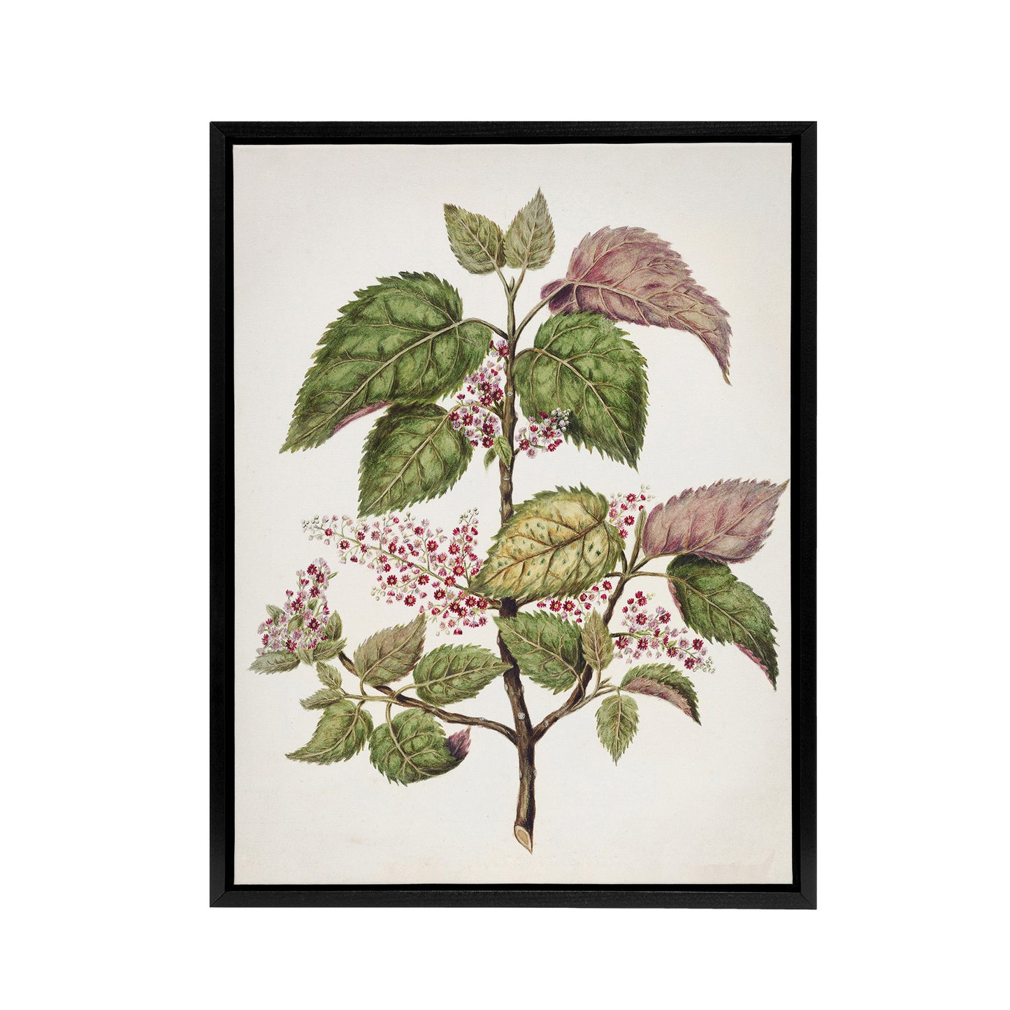New Zealand Makomako Flowering Plant Featon Framed Canvas Wall Art Print