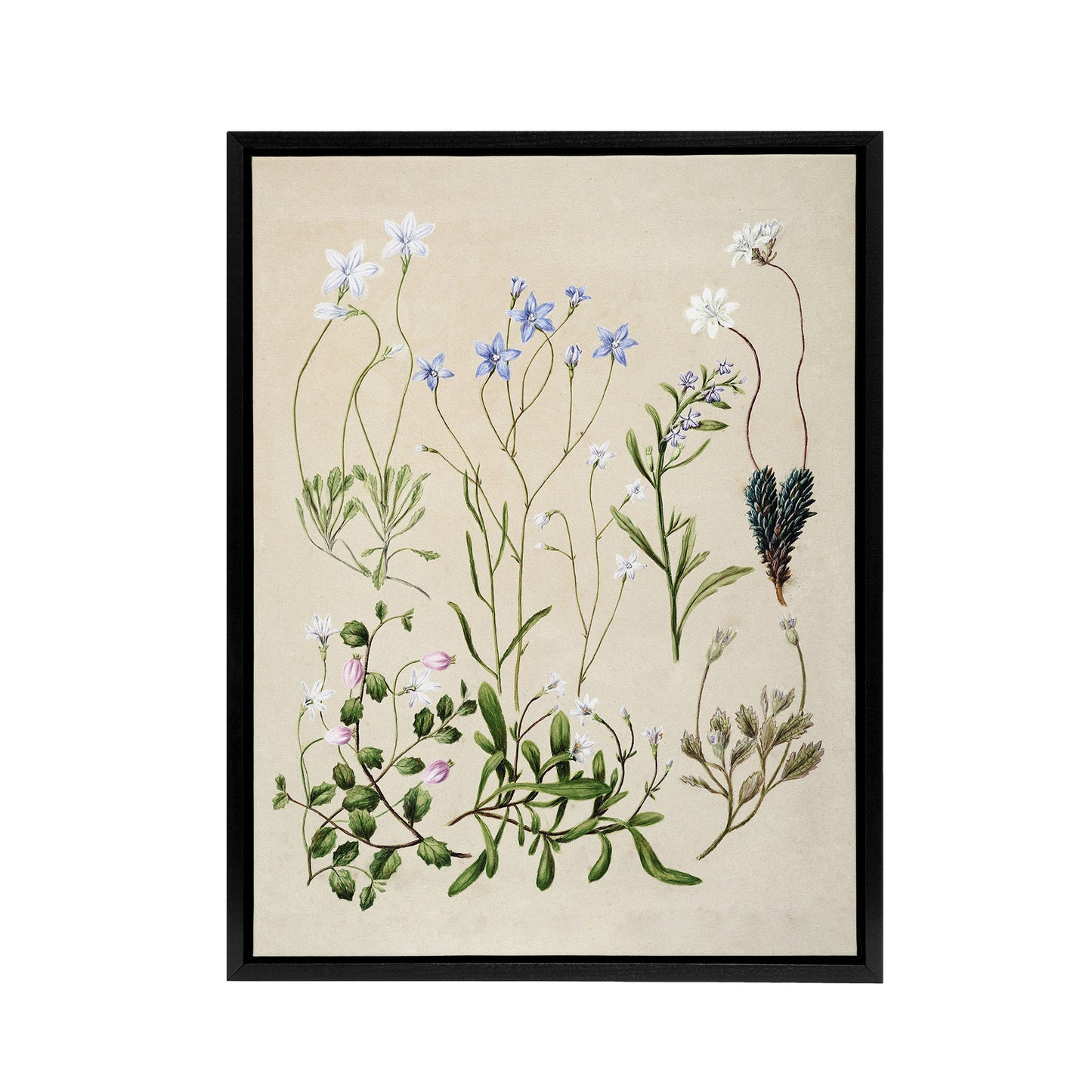 New Zealand Perennial Wild Flowers Featon Framed Canvas Wall Art Print