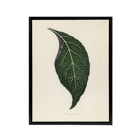 Vintage Botanical Nerve Plant Leaf Fawcett Black Framed Canvas Wall Art