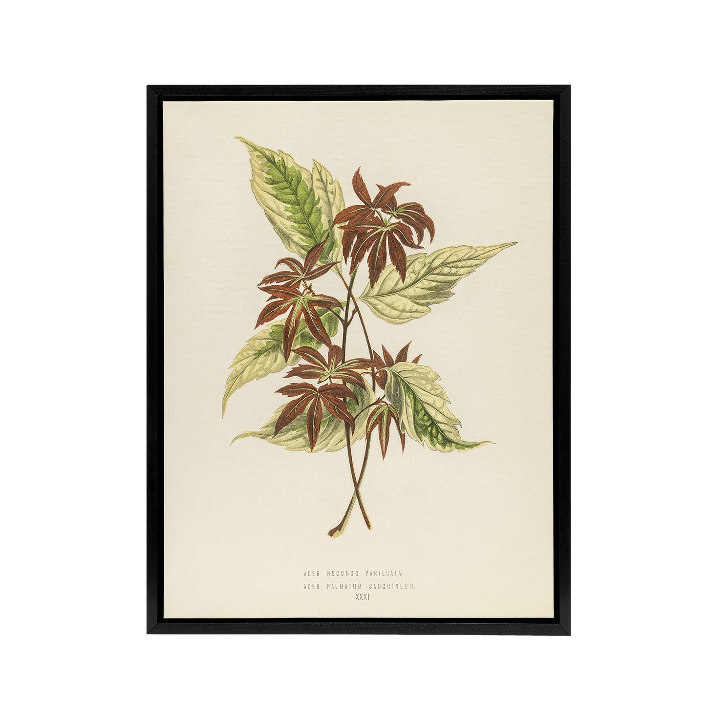 Vintage Botanical Boxelder Maple Leaves Fawcett Framed Canvas Wall Art