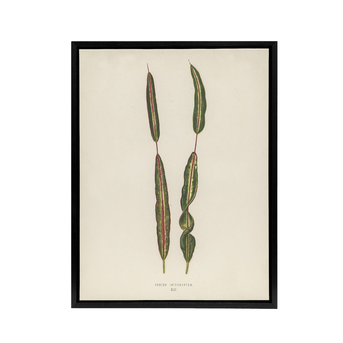 Vintage Botanical Croton Interruptum Leaf Fawcett Framed Canvas Wall Art