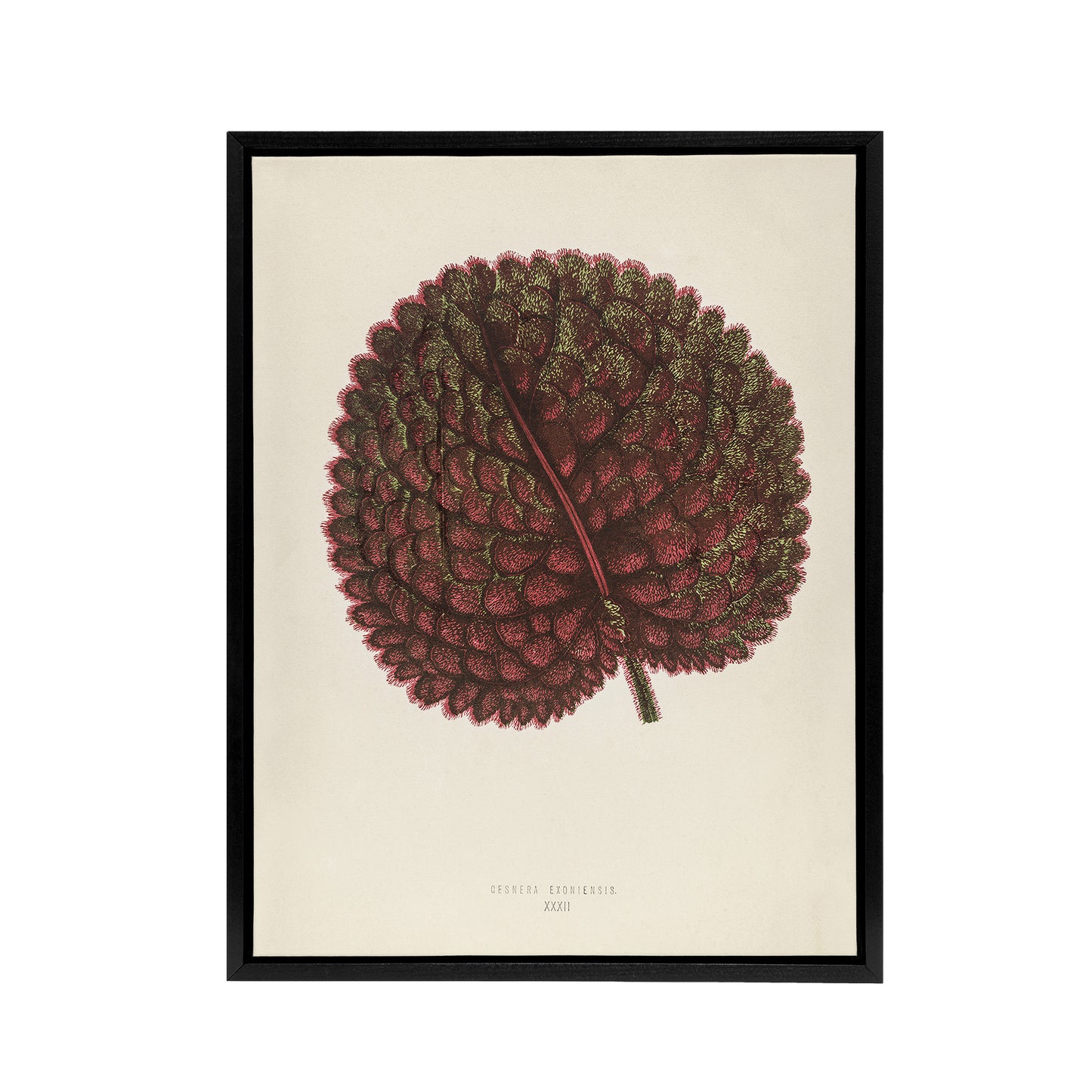 Vintage Botanical Gesnera Exoniensis Leaf Fawcett Framed Canvas Wall Art