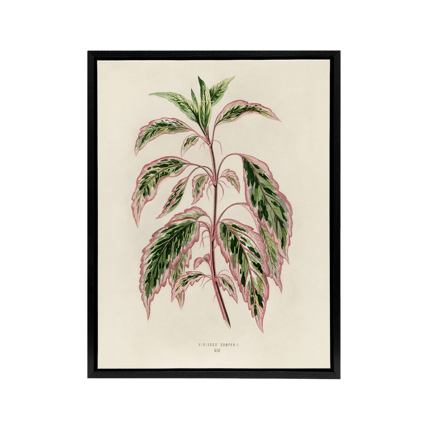 Vintage Botanical Rose Mallow Fawcett Black Framed Canvas Wall Art Print