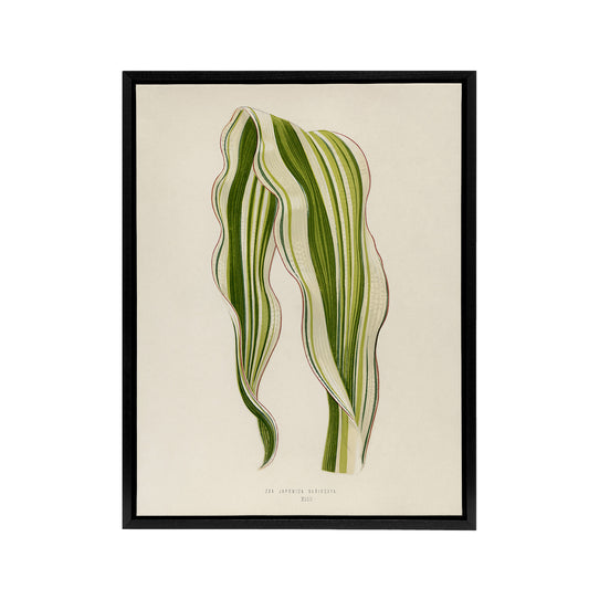 Vintage Botanical Striped Maize Corn Leaf Fawcett Framed Canvas Wall Art
