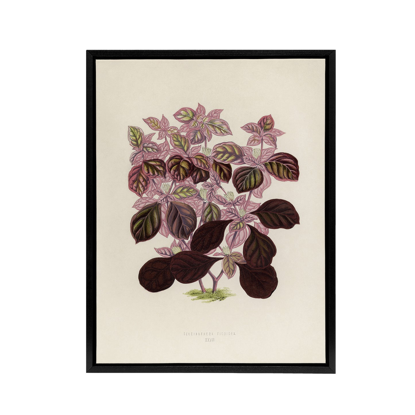Joyweed Plant Vintage Botanical Artwork Fawcett Framed Canvas Wall Art