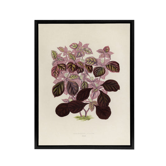 Joyweed Plant Vintage Botanical Artwork Fawcett Framed Canvas Wall Art