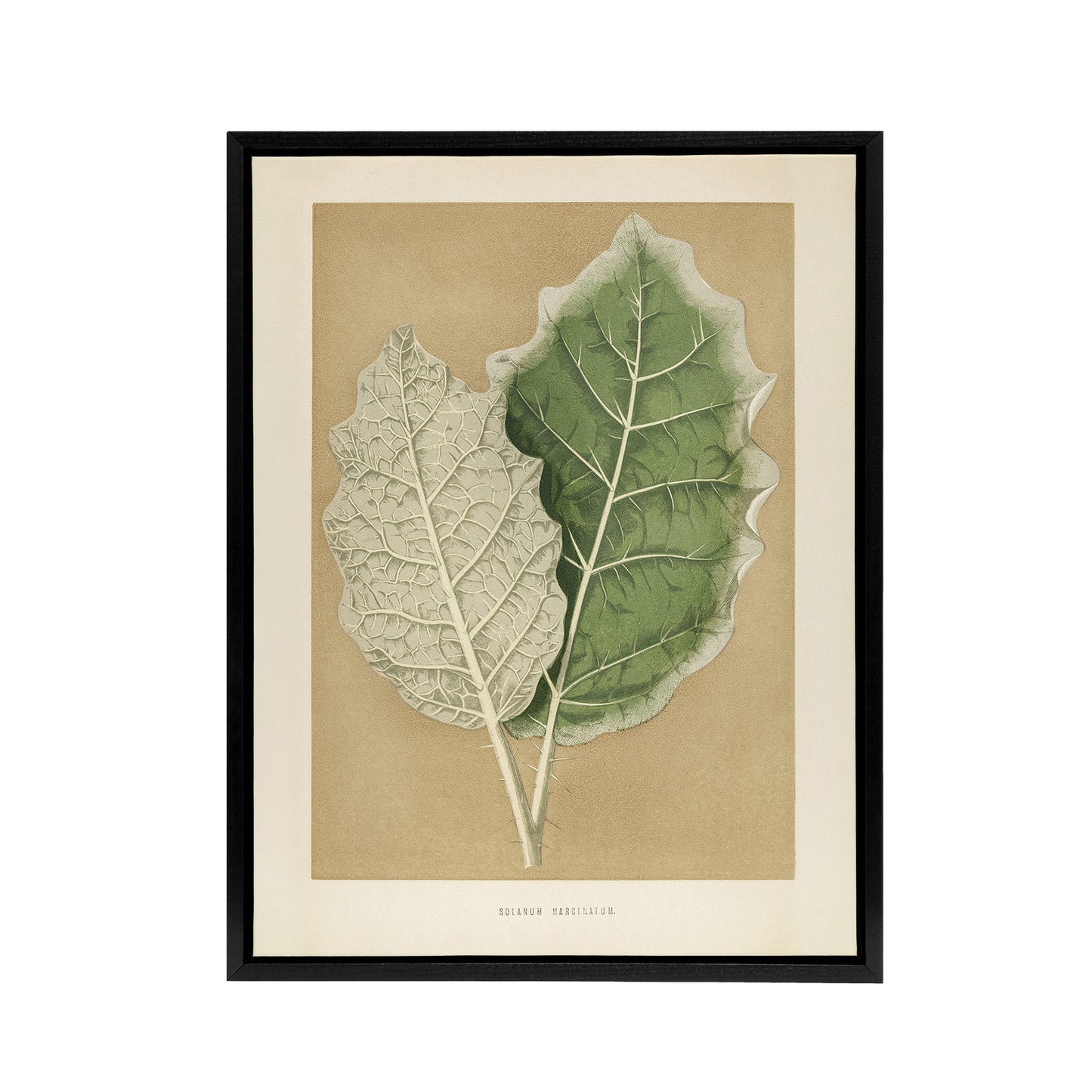White Margined Nightshade Leaves Fawcett Black Framed Canvas Wall Art
