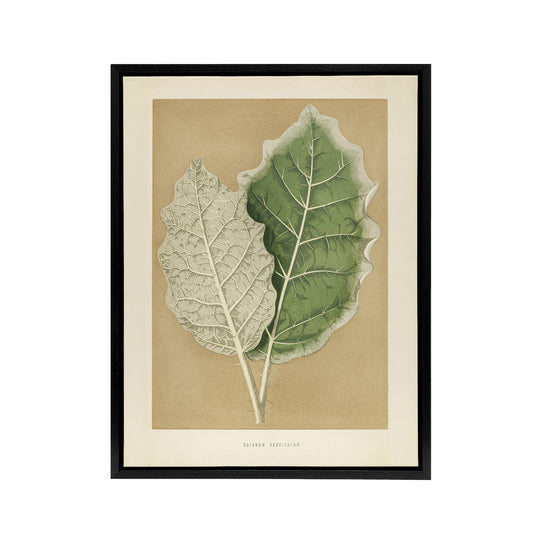 White Margined Nightshade Leaves Fawcett Black Framed Canvas Wall Art