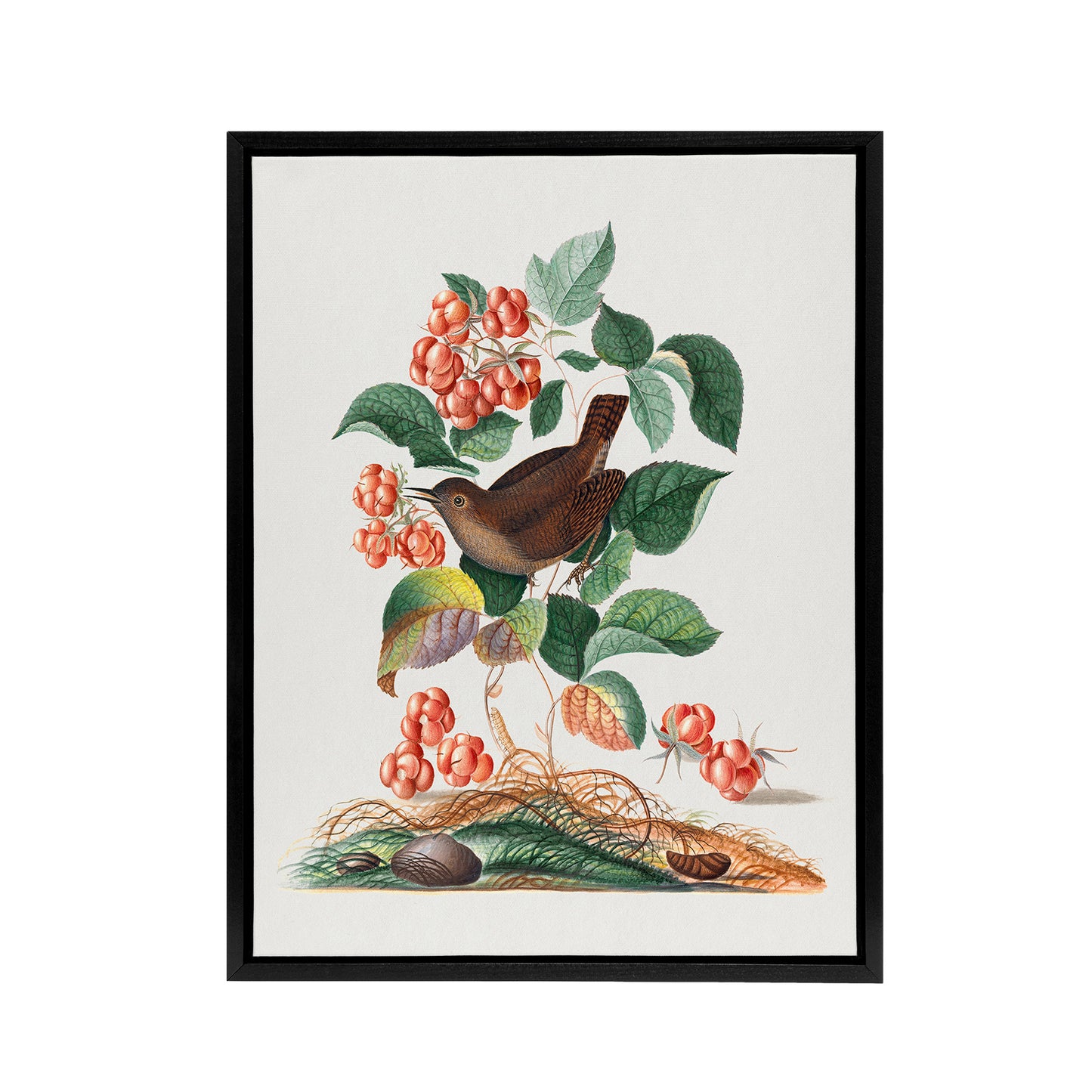 Eurasian Wren and Raspberry Plant Bolton Black Framed Canvas Wall Art