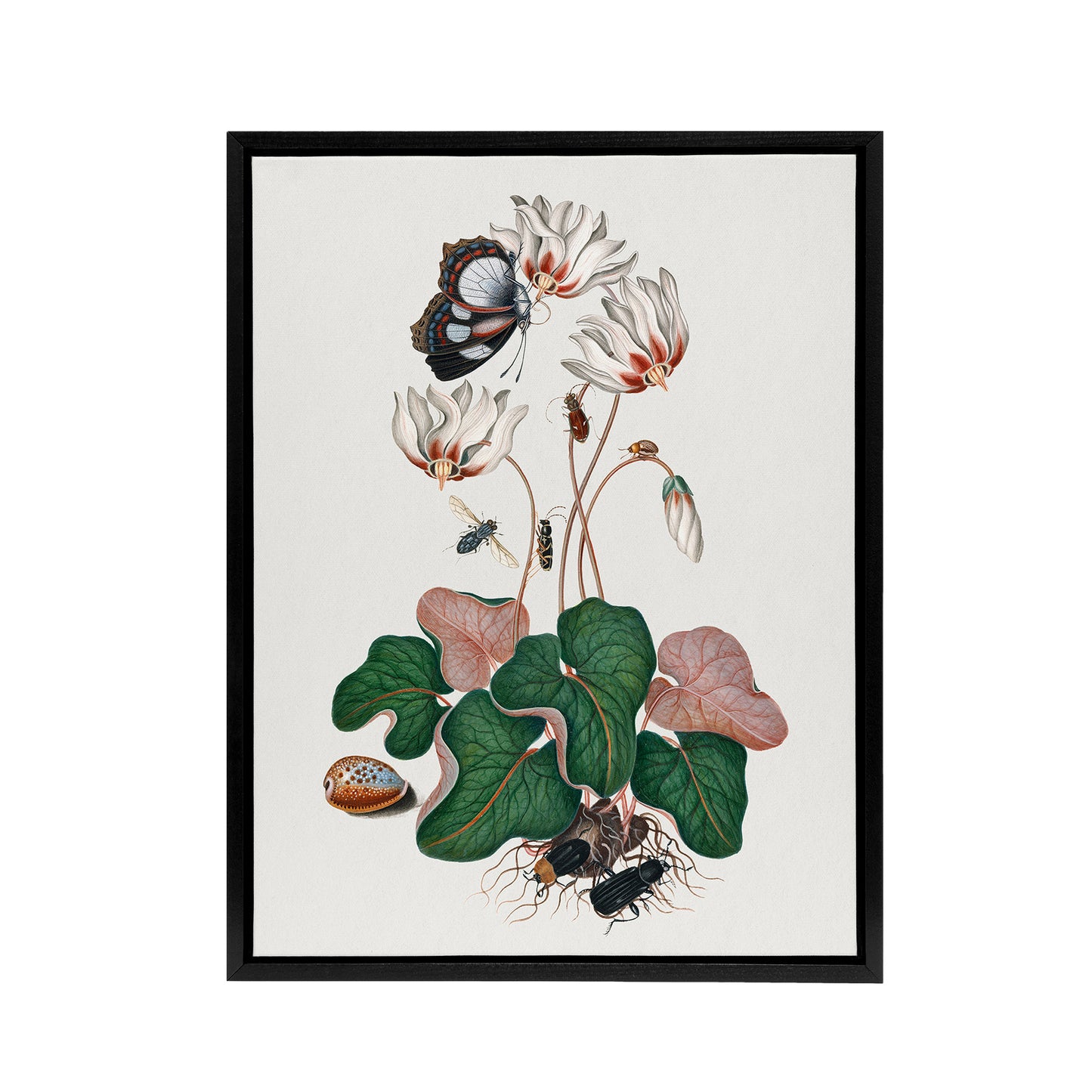 Cyclamen Butterfly Beetles and Shell Bolton Black Framed Canvas Wall Art