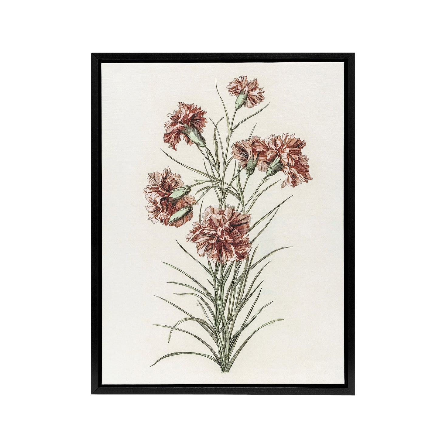 Six Carnations Vintage Illustration Teyler Black Framed Canvas Wall Art