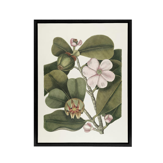Balsam Tree Flower Vintage Botanical Catesby Black Framed Canvas Wall Art