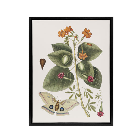 Great Moth Tievine and Geiger Tree Flowers Catesby Framed Canvas Wall Art