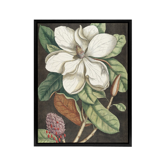 Altissima Flower Laurel Tree Magnolia Catesby Framed Canvas Wall Art
