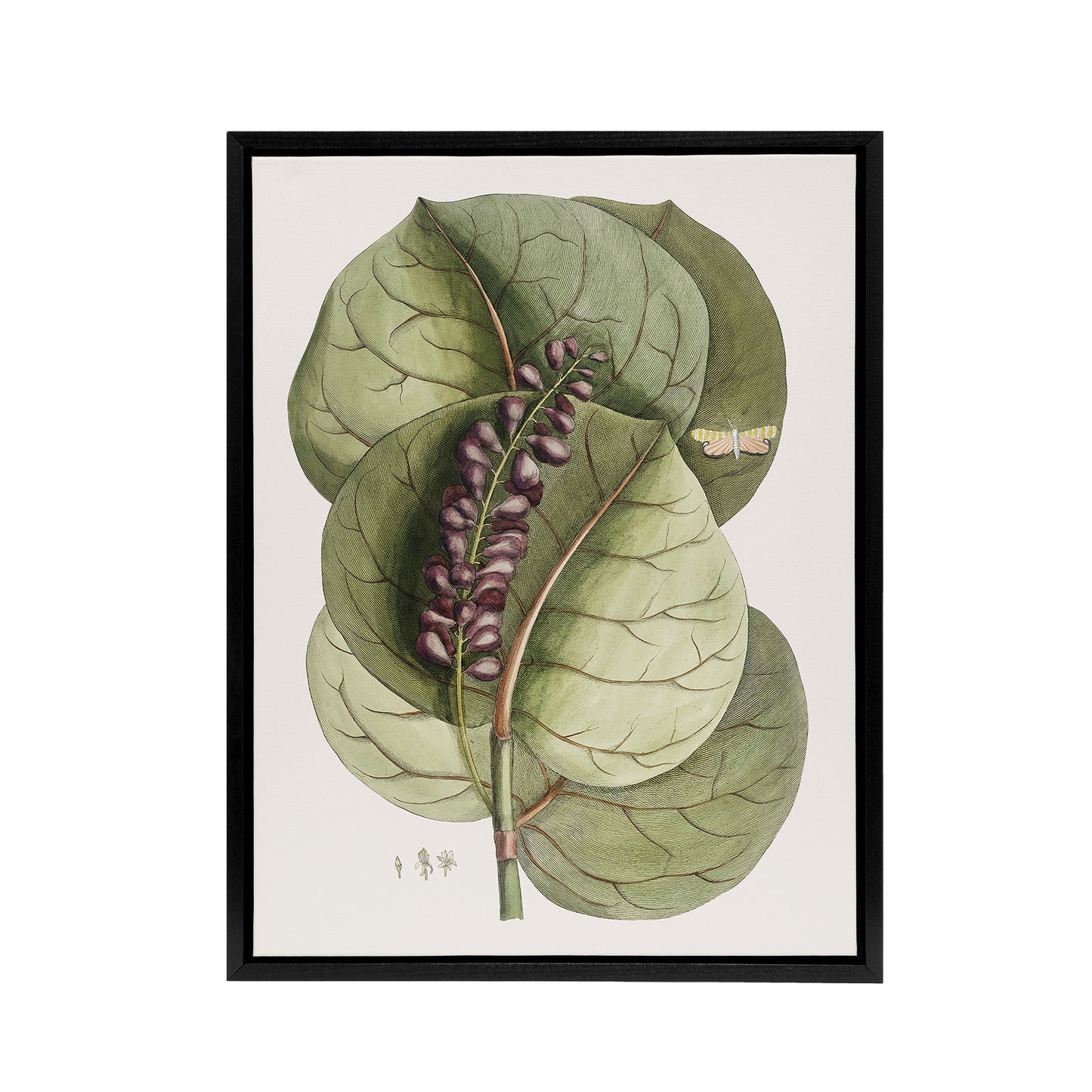 Mangrove Grape Tree Vintage Botanical Catesby Framed Canvas Wall Art