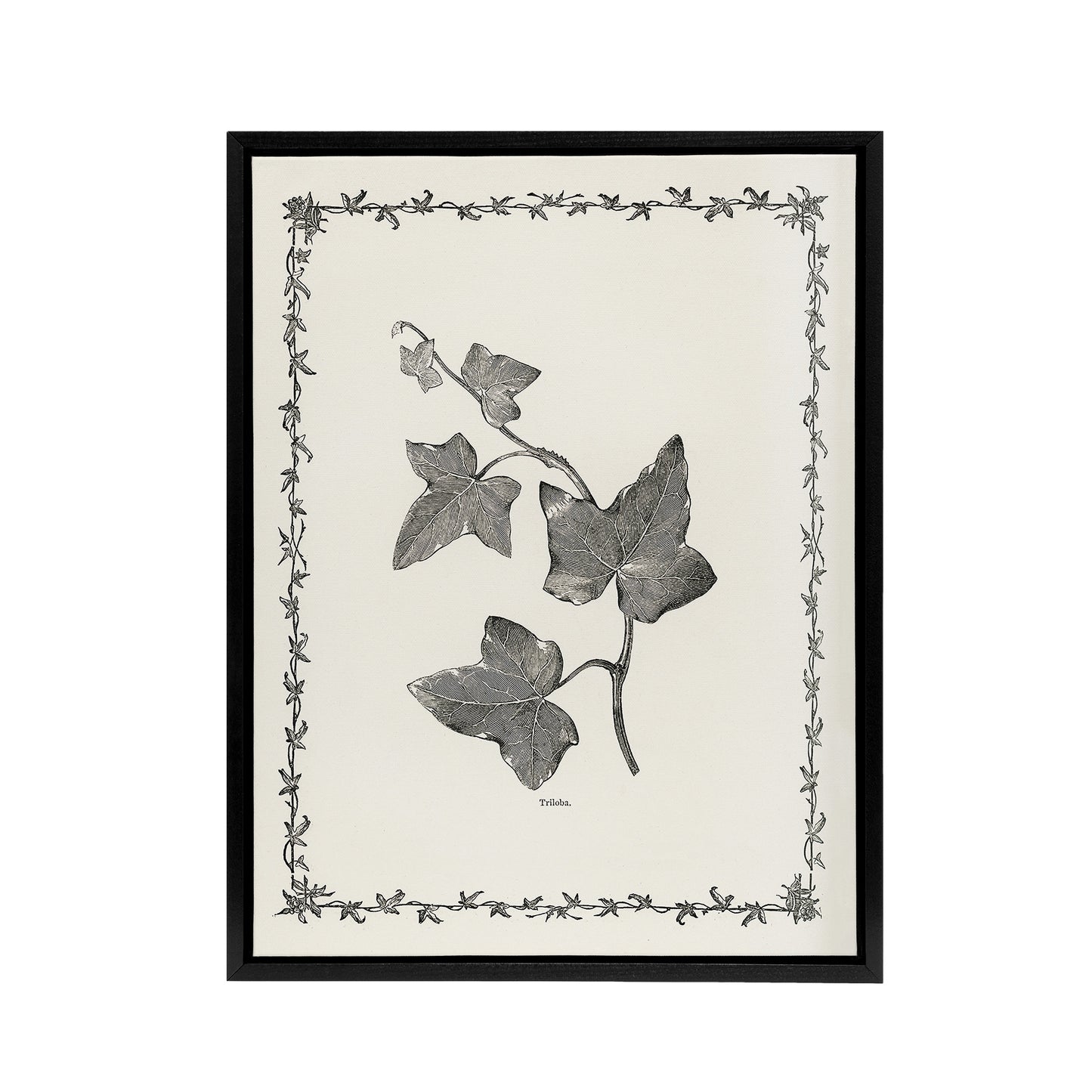 Vintage Botanical Ipomoea Triloba Leaves Hibberd Framed Canvas Wall Art