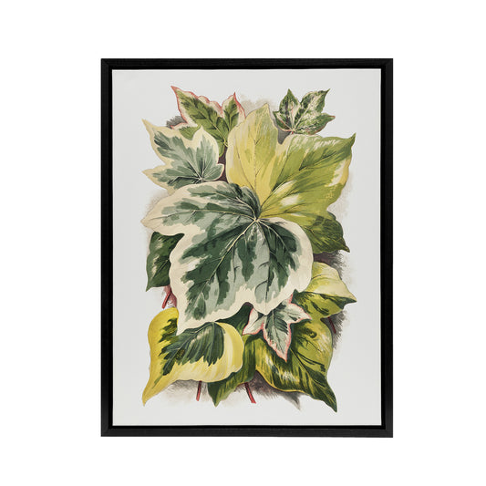 Ivy Leaf Variations Vintage Botanical Hibberd Framed Canvas Wall Art