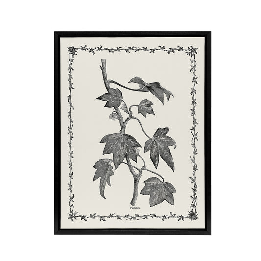 Vintage Botanical Pustulata Leaves Hibberd Black Framed Canvas Wall Art