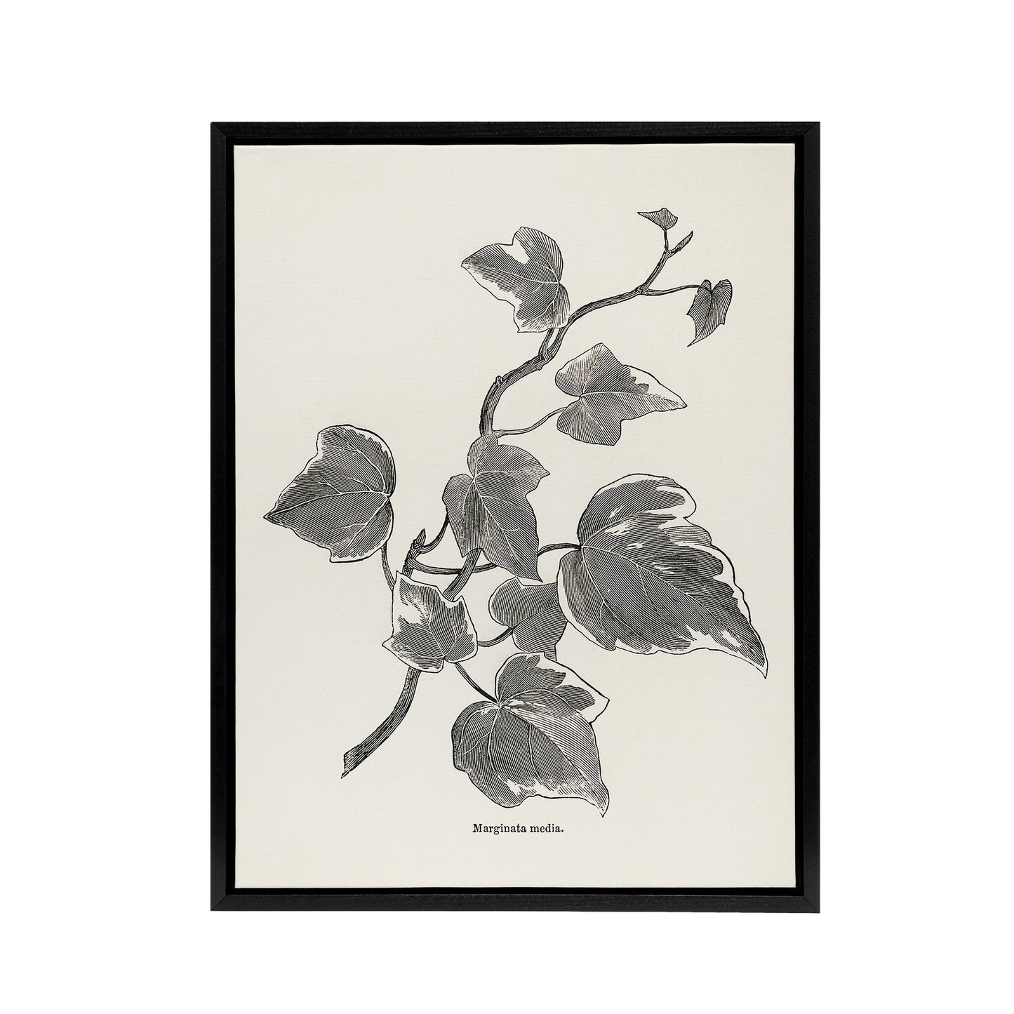 Vintage Botanical Marginata Ivy Hibberd Black Framed Canvas Wall Art