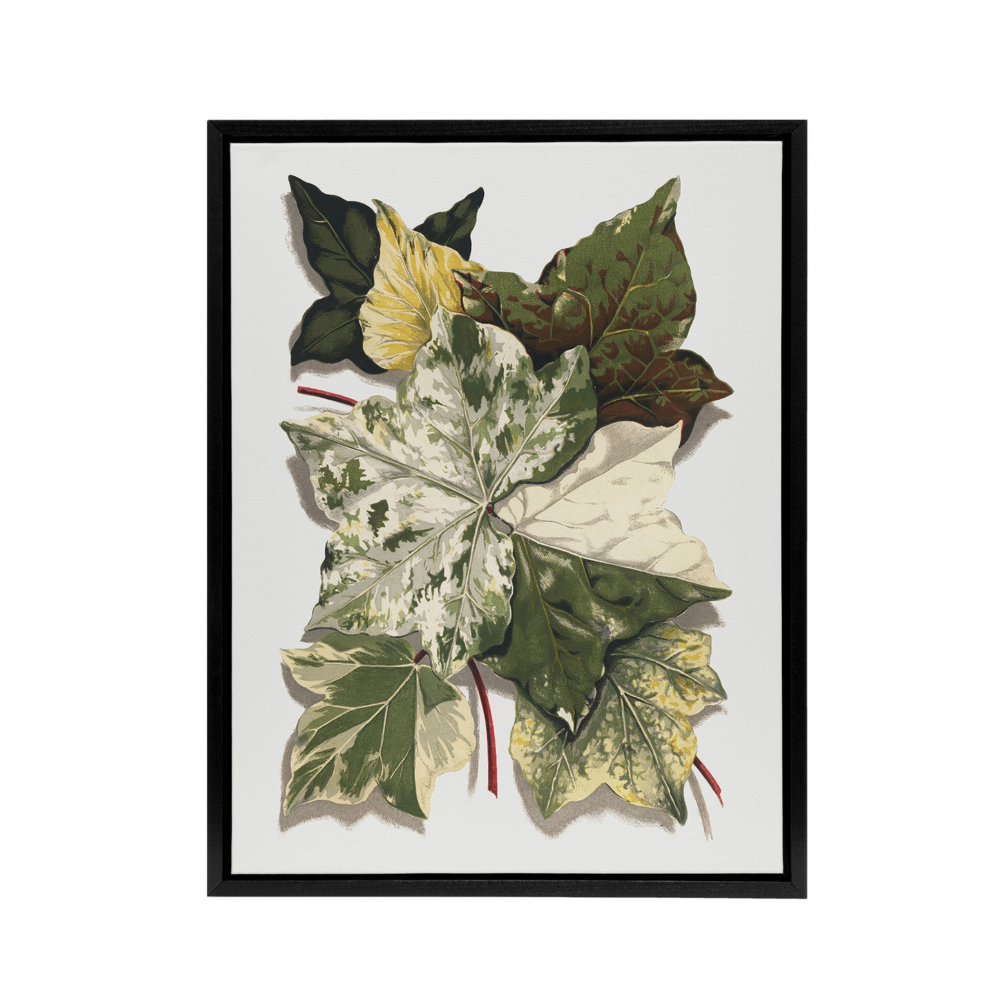 Various Ivy Leaves Watercolor Painting Hibberd Framed Canvas Wall Art