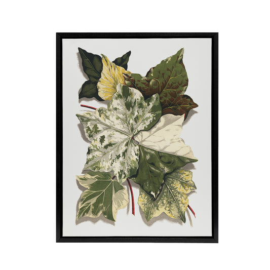 Various Ivy Leaves Watercolor Painting Hibberd Framed Canvas Wall Art