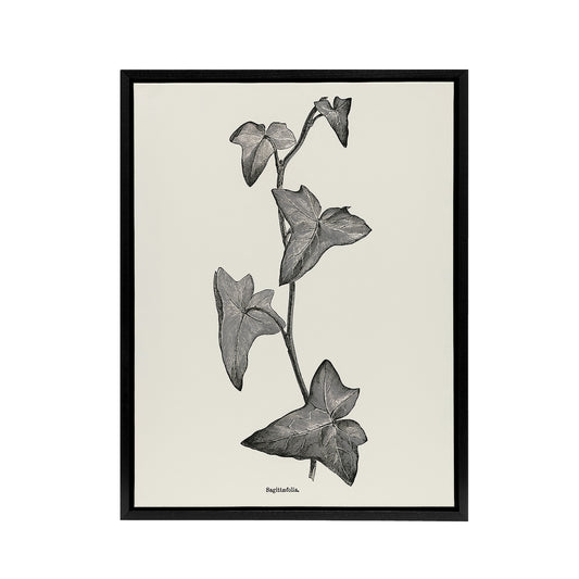Vintage Botanical Sagittifolia Ivy Hibberd Black Framed Canvas Wall Art