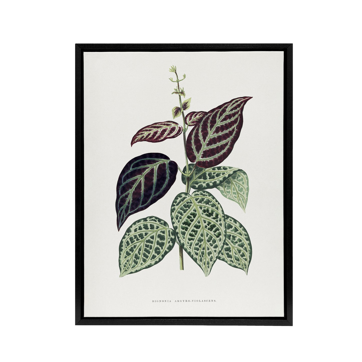 AF Lydon B Fawcett Bignonia Argyro Violacea Crossvine Black Framed Canvas Art