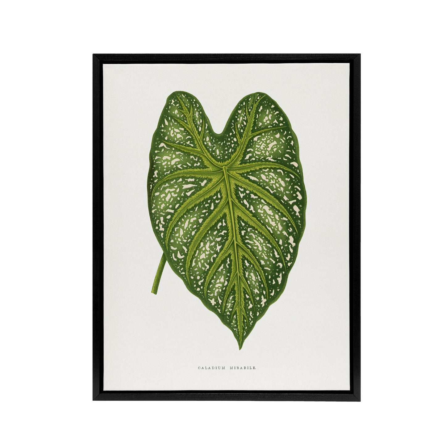 AF Lydon Benjamin Fawcett Caladium Mirabile Leaf Black Framed Canvas Art Print