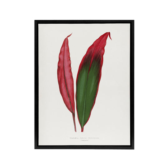 AF Lydon Benjamin Fawcett Cordyline Fruticosa Leaf Black Framed Canvas Art