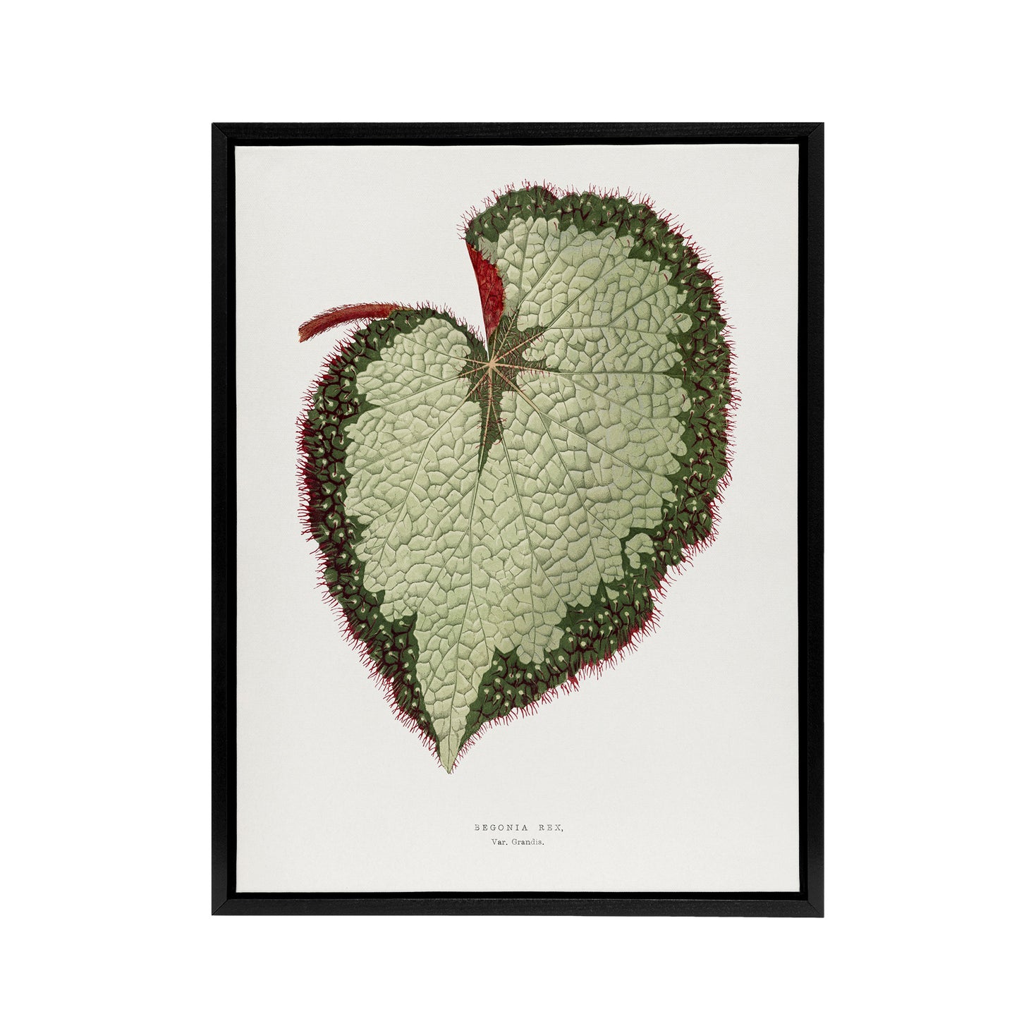 AF Lydon B Fawcett Begonia Rex Grandis Variety Leaf Black Framed Canvas Art