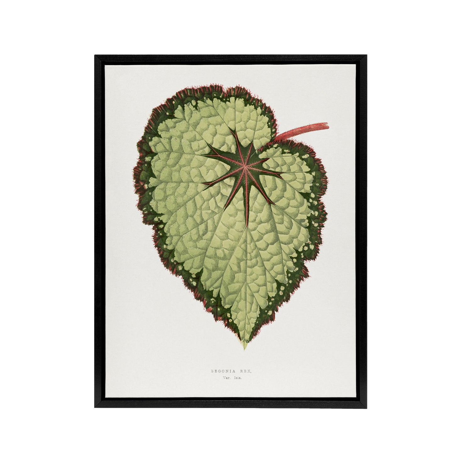 AF Lydon B Fawcett Begonia Rex Isis Variety Leaf Black Framed Canvas Art Print