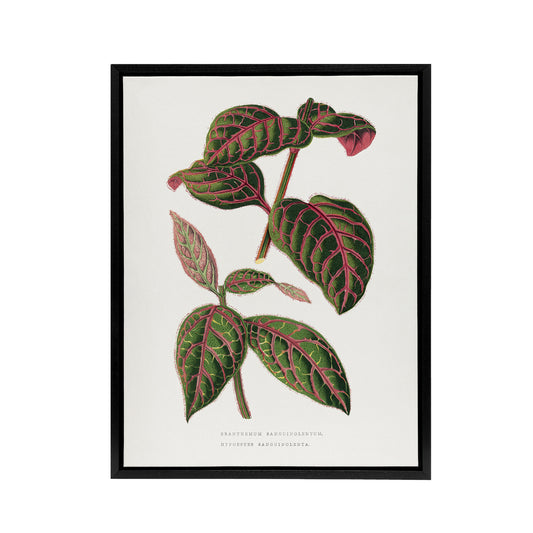 AF Lydon B Fawcett Eranthemum Sanguinolentum Leaves Black Framed Canvas Art