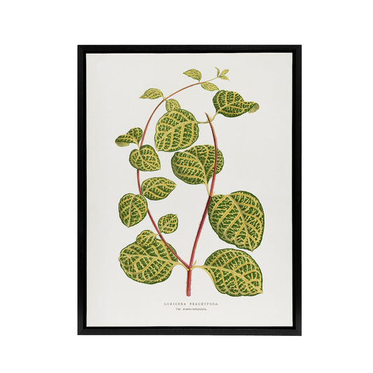 AF Lydon Benjamin Fawcett Lonicera Brachypoda Leaves Black Framed Canvas Art