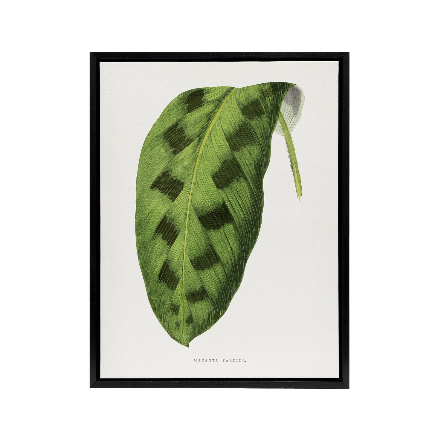 AF Lydon Benjamin Fawcett Maranta Pardina Leaf Black Framed Canvas Art Print