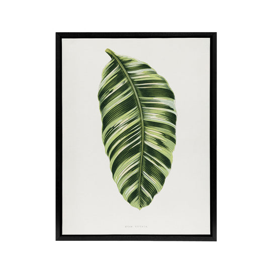 AF Lydon Benjamin Fawcett Musa Paradisiaca Vittata Black Framed Canvas Art