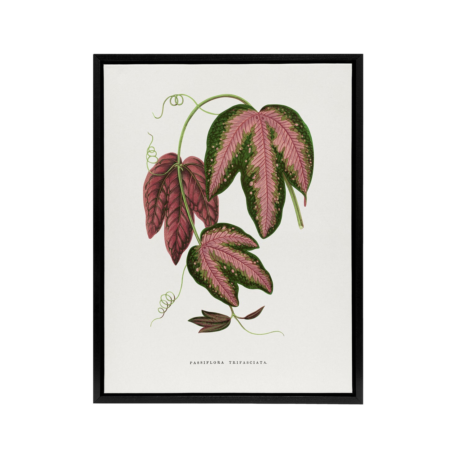 AF Lydon B Fawcett Passiflora Trifasciata Leaves Black Framed Canvas Art Print