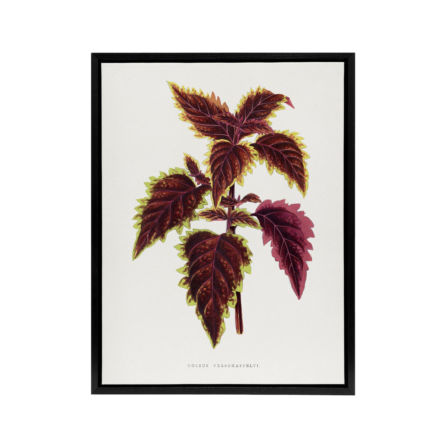 AF Lydon Benjamin Fawcett Red Coleus Plant Leaf Black Framed Canvas Art Print