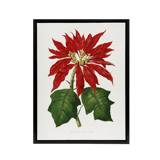 AF Lydon B Fawcett Vintage Poinsettia Illustration Black Framed Canvas Art