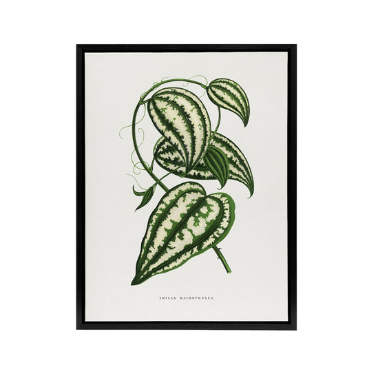 AF Lydon Benjamin Fawcett Smilax Macrophylla Vine Black Framed Canvas Art Print