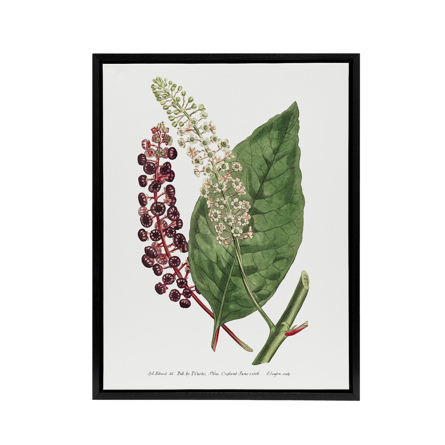 Francis Sansom American Pokeweed Vintage Botanical Black Framed Canvas Art